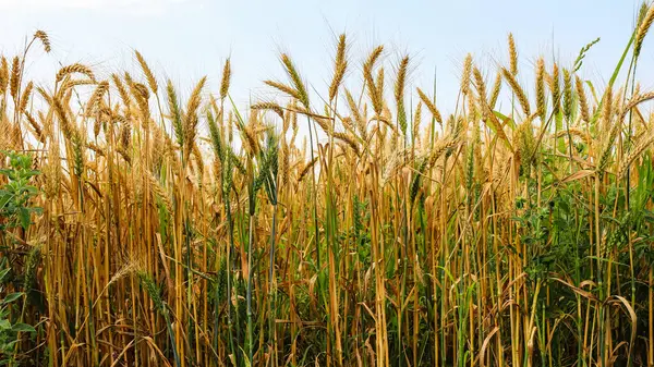 Part Golden Wheat Field Sunny Day Royalty Free Stock Photos