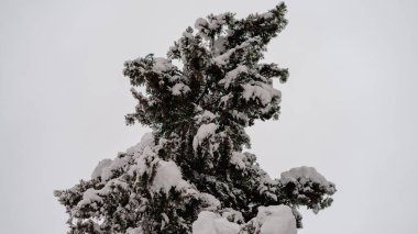 Kışın ilk günü, Romanya 'nın Bükreş kentinde yoğun kar yağdı