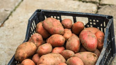 Taze organik ve kirli patatesler. Siyah plastik bir sandıkta izole edilmiş hasat edilmiş patatesleri kapatın..