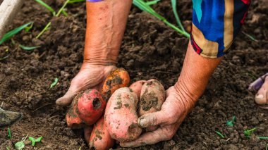 Taze organik patatesleri tutan kirli ve buruşuk eller. Elinde patates toplayan yaşlı kadın..