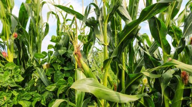 Bahçede olgunlaşmamış yeşil mısır. Güneşli bir günde mısır sapları, çiçekler ve yapraklar.