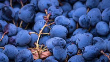 Olgun üzümlere ve üzümlerin arka planına yakın dur..