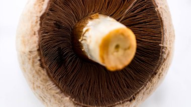 Taze şampiyonlar, şampiyon mantarlar, yakın plan, izole edilmiş.