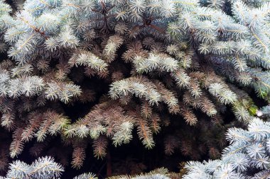 Gümüş çam ağacı, gümüş çam çamı, köknar ağacı brunchları yakın plan fotoğraf