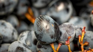 Olgun üzümlere ve üzümlerin arka planına yakın dur..