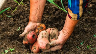 Taze organik patatesleri tutan kirli ve buruşuk eller. Elinde patates toplayan yaşlı kadın..