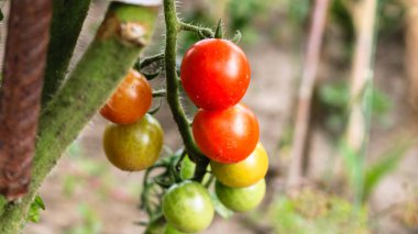 Olgunlaşmamış ve olgunlaşmamış domatesler bahçedeki bir dalda.