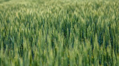 Güneşli bir günde yeşil buğday tarlası, tarım kavramı.