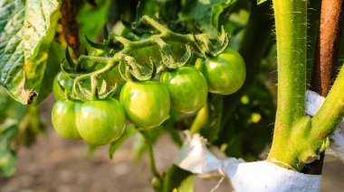 Yeşil meyve ile serada Domates.
