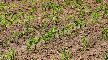 Bir tarladaki taze ve küçük mısır bitkilerinin kapatılması, kırsal mısır yetiştirme kavramı.
