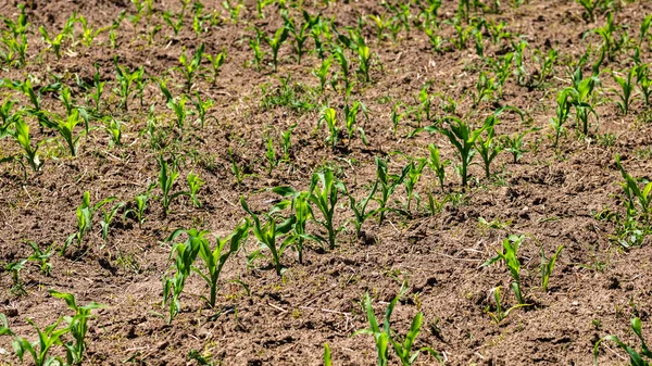 Bir tarladaki taze ve küçük mısır bitkilerinin kapatılması, kırsal mısır yetiştirme kavramı.