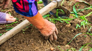 Bahçede çapayla patates toplayıp kazımak. Kirli ve buruşuk elleriyle organik patatesleri kazıyor. .