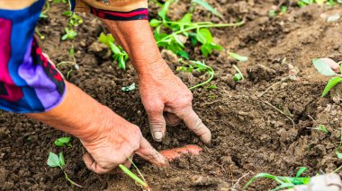 Bahçede çapayla patates toplayıp kazımak. Kirli ve buruşuk elleriyle organik patatesleri kazıyor. .
