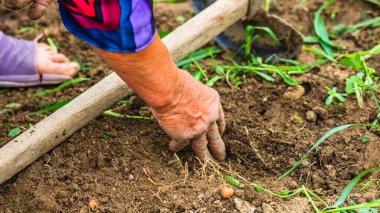 Bahçede çapayla patates toplayıp kazımak. Kirli ve buruşuk elleriyle organik patatesleri kazıyor. .