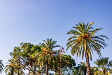 Nice, Fransa, Cote d 'Azur, Fransız Rivierasının ikonik simgeleri