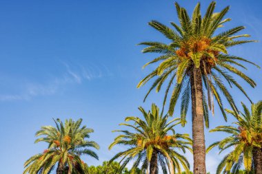 Plaj palmiyesi, tropik cennet