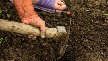 Bahçede çapayla patates toplayıp kazımak. Kirli ve buruşuk elleriyle organik patatesleri kazıyor. .