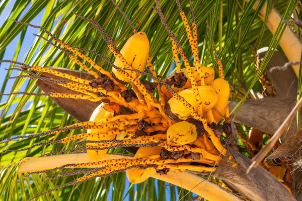 stock image Yellow coconuts on tree by the exotic tropical beach