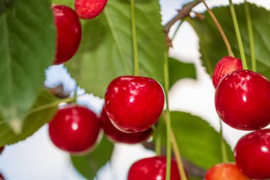 Kırmızı ve tatlı kiraz meyveleri. Olgun kirazların ayrıntıları