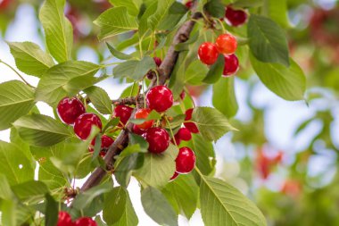 Kırmızı ve tatlı kiraz meyveleri. Olgun kirazların ayrıntıları