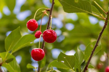 Kırmızı ve tatlı kiraz meyveleri. Olgun kirazların ayrıntıları
