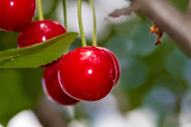 Kırmızı ve tatlı kiraz meyveleri. Olgun kirazların ayrıntıları
