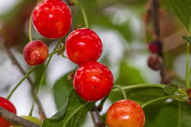 Kırmızı ve tatlı kiraz meyveleri. Olgun kirazların ayrıntıları