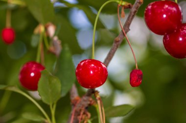 Kırmızı ve tatlı kiraz meyveleri. Olgun kirazların ayrıntıları