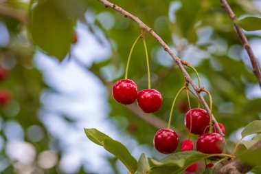 Kırmızı ve tatlı kiraz meyveleri. Olgun kirazların ayrıntıları