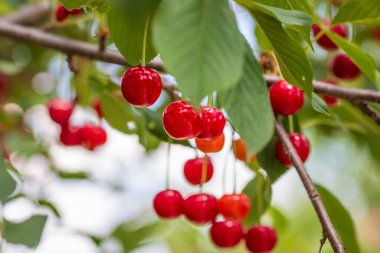 Kırmızı ve tatlı kiraz meyveleri. Olgun kirazların ayrıntıları