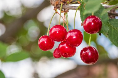Kırmızı ve tatlı kiraz meyveleri. Olgun kirazların ayrıntıları