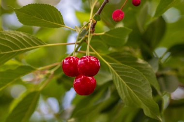 Kırmızı ve tatlı kiraz meyveleri. Olgun kirazların ayrıntıları
