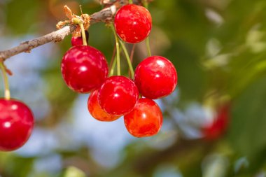 Kırmızı ve tatlı kiraz meyveleri. Olgun kirazların ayrıntıları