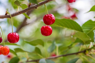 Kırmızı ve tatlı kiraz meyveleri. Olgun kirazların ayrıntıları