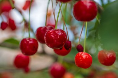 Kırmızı ve tatlı kiraz meyveleri. Olgun kirazların ayrıntıları
