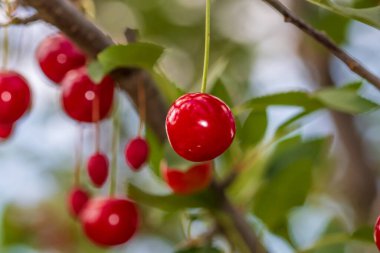 Kırmızı ve tatlı kiraz meyveleri. Olgun kirazların ayrıntıları