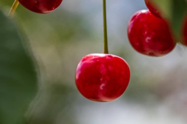 Kırmızı ve tatlı kiraz meyveleri. Olgun kirazların ayrıntıları