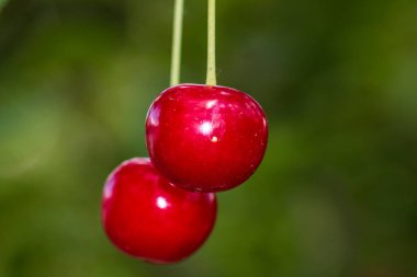 Kırmızı ve tatlı kiraz meyveleri. Olgun kirazların ayrıntıları