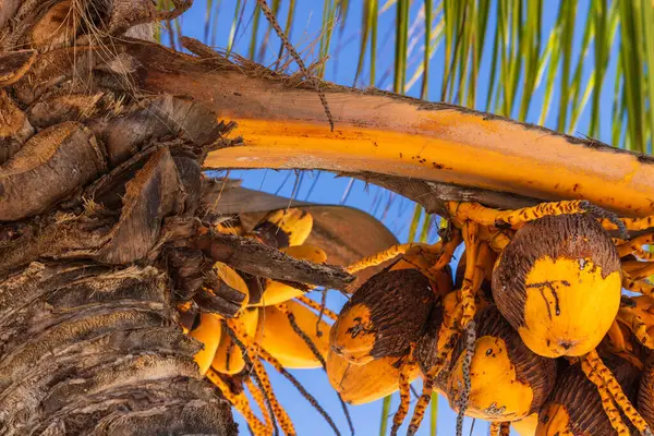 stock image Yellow coconuts on tree by the exotic tropical beach