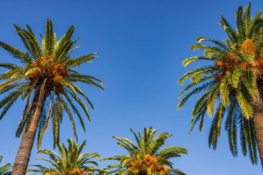 Plaj palmiyesi, tropik cennet