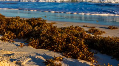 Horseshoe Bay Sahili ve Hamilton, Bermuda 'daki Deep Bay Sahili