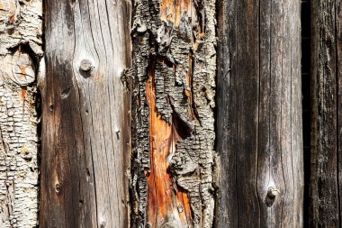 Ağaç kabuğu dokusunun yakın plan görüntüsü doğal ahşap desenler ve kaba kumlu yüzey, organik madde ve karbon nötr