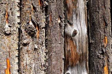 Close-up of tree bark texture background showcasing natural wood patterns and rough grainy surface, organic material and carbon neutrality clipart