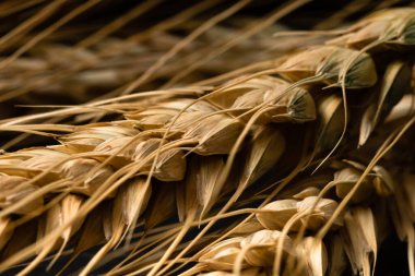 Buğday detayı. Fırın için mısır gevreği, un üretimi