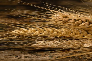 Buğday detayı. Fırın için mısır gevreği, un üretimi