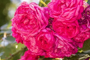 Bükreş Botanik Bahçesinde bahar renkleri