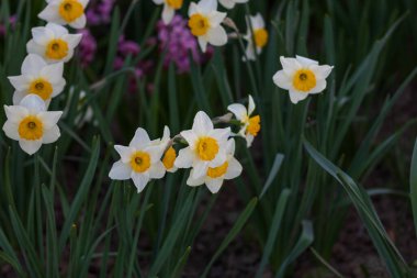 Bükreş Botanik Bahçesinde bahar renkleri