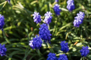 Bükreş Botanik Bahçesinde bahar renkleri