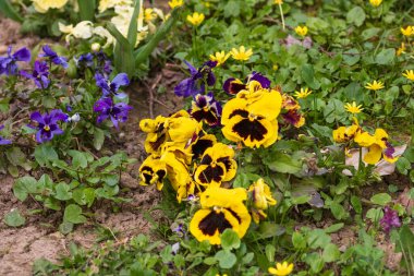 Bükreş Botanik Bahçesinde bahar renkleri
