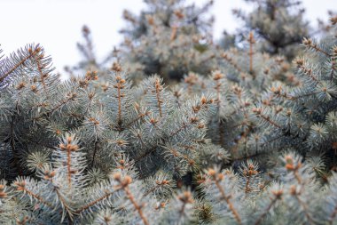 Parktaki yeşil Noel ağacı. Çam ağacı veya kozalak yapraklarının ayrıntıları